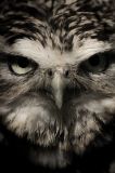 getwebimage.php?pid=103996&url=https%3A%2F%2Fc1.staticflickr.com%2F5%2F4168%2F33370399174_93dfb58689_c.jpg