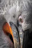getwebimage.php?pid=103997&url=https%3A%2F%2Fc1.staticflickr.com%2F3%2F2892%2F34055171072_dacee81cdc_c.jpg