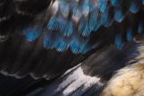 getwebimage.php?pid=104001&url=https%3A%2F%2Fc1.staticflickr.com%2F3%2F2809%2F34082107111_c9ac50e935_b.jpg
