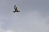 getwebimage.php?pid=104028&url=https%3A%2F%2Fc1.staticflickr.com%2F3%2F2872%2F34302434396_65e0ab5b59_c.jpg