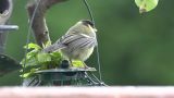 getwebimage.php?pid=104156&url=https%3A%2F%2Fc1.staticflickr.com%2F5%2F4268%2F33941912424_19b8df59ee_b.jpg