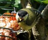 getwebimage.php?pid=104511&url=https%3A%2F%2Ffarm5.staticflickr.com%2F4285%2F35430644170_2b36b164bb_c.jpg