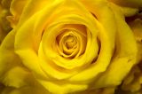 getwebimage.php?pid=104639&url=https%3A%2F%2Ffarm5.staticflickr.com%2F4295%2F35830746791_223f9c3b8d_n.jpg