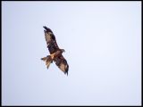 getwebimage.php?pid=104750&url=https%3A%2F%2Ffarm5.staticflickr.com%2F4323%2F36071012632_f88df71c0e_b.jpg