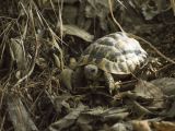 getwebimage.php?pid=104914&url=https%3A%2F%2Ffarm5.staticflickr.com%2F4435%2F36197214693_cbefa3d5e3_b.jpg