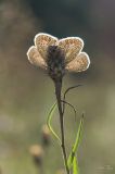 getwebimage.php?pid=104940&url=https%3A%2F%2Ffarm5.staticflickr.com%2F4365%2F37126209655_9e9eb48c9f_c.jpg