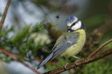 getwebimage.php?pid=105014&url=https%3A%2F%2Ffarm5.staticflickr.com%2F4425%2F37222025656_7e1a572a30_b.jpg