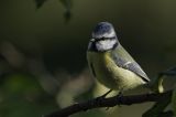 getwebimage.php?pid=105127&url=https%3A%2F%2Ffarm5.staticflickr.com%2F4470%2F37144431893_d05307f00c_b.jpg