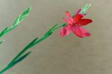 getwebimage.php?pid=105489&url=https%3A%2F%2Ffarm5.staticflickr.com%2F4641%2F38644357535_eaefc6b5ce_b.jpg