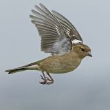 getwebimage.php?pid=105811&url=https%3A%2F%2Ffarm5.staticflickr.com%2F4787%2F25840753147_aedc09bd61_c.jpg