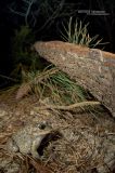 getwebimage.php?pid=105848&url=https%3A%2F%2Fc1.staticflickr.com%2F5%2F4800%2F26871352028_1db96ed302_b.jpg