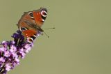 getwebimage.php?pid=109083&url=https%3A%2F%2Flive.staticflickr.com%2F65535%2F48761924538_84c86f4c17_b.jpg
