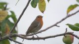 getwebimage.php?pid=109118&url=https%3A%2F%2Flive.staticflickr.com%2F31337%2F48794203121_d639e8a6c8_z.jpg