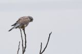 getwebimage.php?pid=109498&url=https%3A%2F%2Flive.staticflickr.com%2F65535%2F49130895031_0db7c854a9_c.jpg