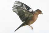 getwebimage.php?pid=111745&url=https%3A%2F%2Flive.staticflickr.com%2F65535%2F51631818067_480f1194f3_b.jpg