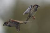 getwebimage.php?pid=111780&url=https%3A%2F%2Flive.staticflickr.com%2F65535%2F51669172158_13f7888117_b.jpg