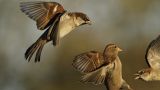 getwebimage.php?pid=111782&url=https%3A%2F%2Flive.staticflickr.com%2F65535%2F51671296948_56004e6219_b.jpg