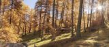 getwebimage.php?pid=111787&url=https%3A%2F%2Flive.staticflickr.com%2F65535%2F51673451460_a11d1ea2ab_b.jpg