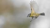 getwebimage.php?pid=111814&url=https%3A%2F%2Flive.staticflickr.com%2F65535%2F51686504495_bdde762cc3_b.jpg