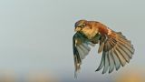 getwebimage.php?pid=111820&url=https%3A%2F%2Flive.staticflickr.com%2F65535%2F51692208523_9a31d67d26_b.jpg