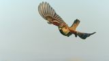 getwebimage.php?pid=111822&url=https%3A%2F%2Flive.staticflickr.com%2F65535%2F51691141577_3021fe86be_b.jpg