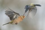 getwebimage.php?pid=111984&url=https%3A%2F%2Flive.staticflickr.com%2F65535%2F51804787291_9d4495d6d0_b.jpg