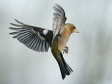 getwebimage.php?pid=112011&url=https%3A%2F%2Flive.staticflickr.com%2F65535%2F51826758517_a3e6898d8c_b.jpg