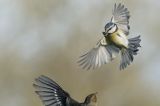 getwebimage.php?pid=112078&url=https%3A%2F%2Flive.staticflickr.com%2F65535%2F51882848311_afc9f3fe13_b.jpg