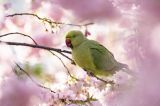 getwebimage.php?pid=112151&url=https%3A%2F%2Flive.staticflickr.com%2F65535%2F51958598600_c555933b2f_c.jpg