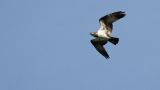 getwebimage.php?pid=112239&url=https%3A%2F%2Flive.staticflickr.com%2F65535%2F52055340619_942c3ecb55_b.jpg