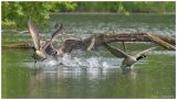 getwebimage.php?pid=112286&url=https%3A%2F%2Flive.staticflickr.com%2F65535%2F52097159630_45065032ff_b.jpg