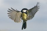 getwebimage.php?pid=112528&url=https%3A%2F%2Flive.staticflickr.com%2F65535%2F52373638885_003aa0830a_b.jpg