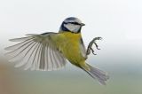 getwebimage.php?pid=112564&url=https%3A%2F%2Flive.staticflickr.com%2F65535%2F52447001106_84668024a6_b.jpg