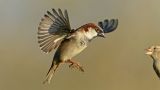getwebimage.php?pid=112628&url=https%3A%2F%2Flive.staticflickr.com%2F65535%2F52634653353_d2f88ea9f9_b.jpg