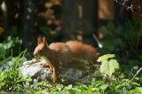 getwebimage.php?pid=112772&url=https%3A%2F%2Fi.postimg.cc%2FjdJbPw69%2F7M301848.jpg