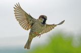 getwebimage.php?pid=112837&url=https%3A%2F%2Flive.staticflickr.com%2F65535%2F52893349451_f8f9894671_b.jpg