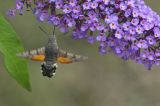 getwebimage.php?pid=112946&url=https%3A%2F%2Flive.staticflickr.com%2F65535%2F53045854932_ea1de14f25_b.jpg
