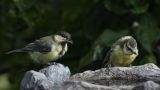 getwebimage.php?pid=112960&url=https%3A%2F%2Flive.staticflickr.com%2F65535%2F53075235456_fc51fa6558_b.jpg