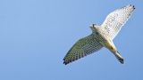 getwebimage.php?pid=112977&url=https%3A%2F%2Flive.staticflickr.com%2F65535%2F53137900889_53b8197906_b.jpg