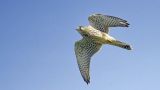 getwebimage.php?pid=112978&url=https%3A%2F%2Flive.staticflickr.com%2F65535%2F53137703721_a25417069a_b.jpg