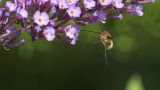 getwebimage.php?pid=112996&url=https%3A%2F%2Flive.staticflickr.com%2F65535%2F53178822876_c981427860_b.jpg