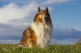 getwebimage.php?pid=113191&url=https%3A%2F%2Fi.ibb.co%2FG5Xb8vs%2Fanimaux.jpg