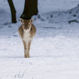 getwebimage.php?pid=113218&url=https%3A%2F%2Flive.staticflickr.com%2F65535%2F53481478149_045a2748c2_b.jpg