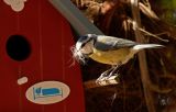 getwebimage.php?pid=113559&url=https%3A%2F%2Flive.staticflickr.com%2F65535%2F52792601269_31d5be523e_c.jpg