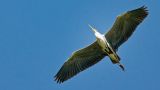 getwebimage.php?pid=113572&url=https%3A%2F%2Flive.staticflickr.com%2F65535%2F53780885401_3e04c47cb9_b.jpg