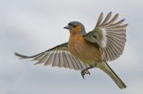 getwebimage.php?pid=113598&url=https%3A%2F%2Flive.staticflickr.com%2F65535%2F53853163196_83bd349a11_b.jpg