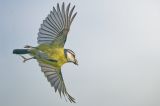 getwebimage.php?pid=113750&url=https%3A%2F%2Flive.staticflickr.com%2F65535%2F54245066471_7c1c7788d2_b.jpg