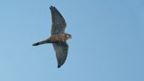 getwebimage.php?pid=113760&url=https%3A%2F%2Flive.staticflickr.com%2F65535%2F54322233013_526276d8e2_b.jpg