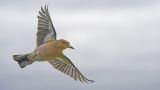 getwebimage.php?pid=113766&url=https%3A%2F%2Flive.staticflickr.com%2F65535%2F54340956994_5b8c6f210f_b.jpg