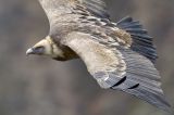getwebimage.php?pid=113774&url=https%3A%2F%2Flive.staticflickr.com%2F65535%2F54393672209_eb6bb54b1c_b.jpg